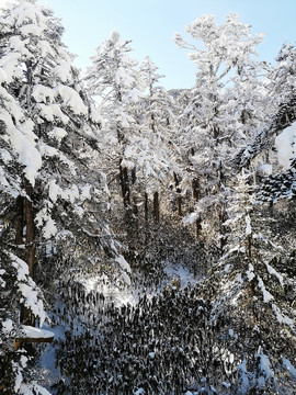 雪山森林