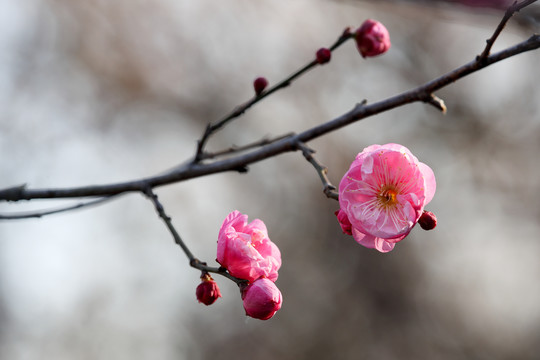 红梅花