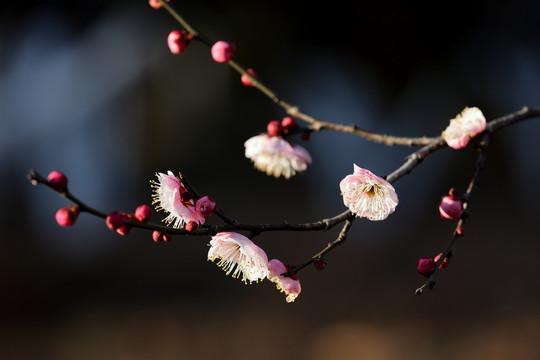 红梅花