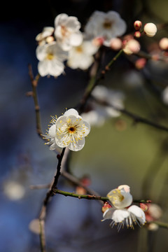 白梅花