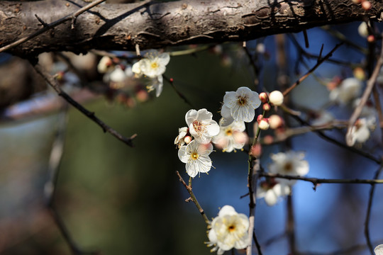 白梅花