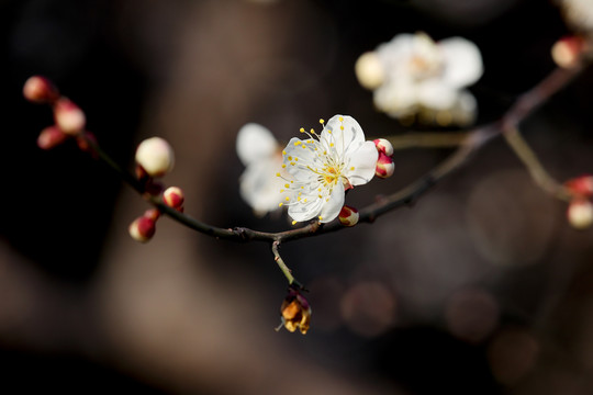 白梅花