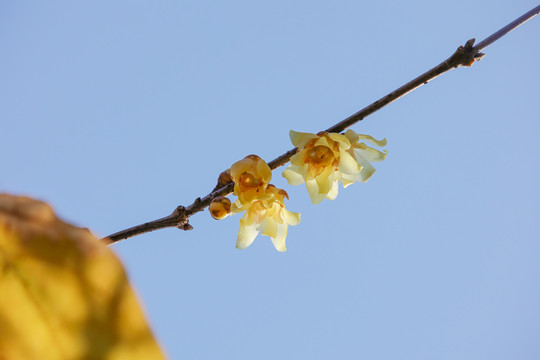 腊梅花