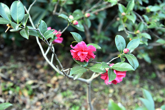 山茶花