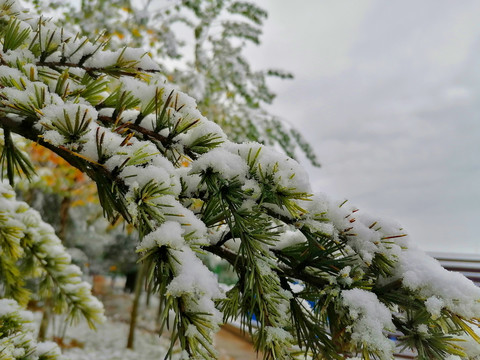 雪压松枝