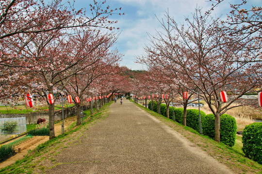 樱花树与公园