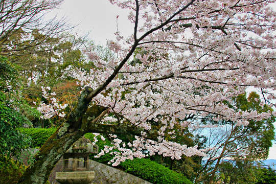 樱花树与植物