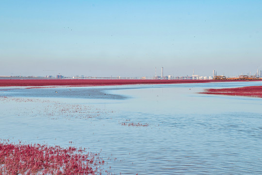 辽宁盘锦红海滩