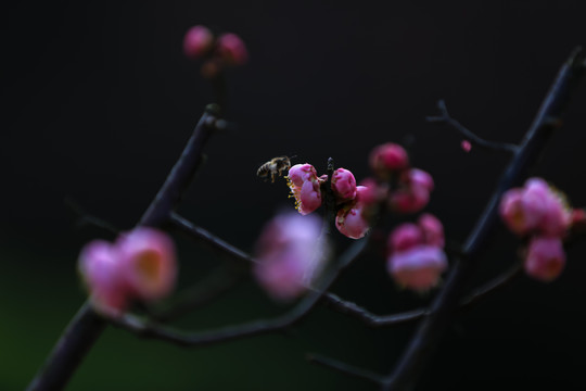 蜜蜂采梅