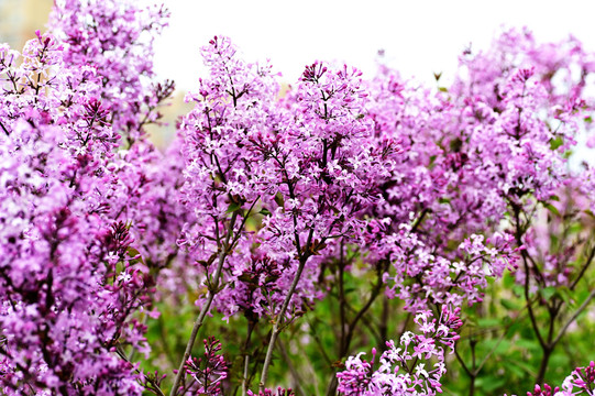 花卉