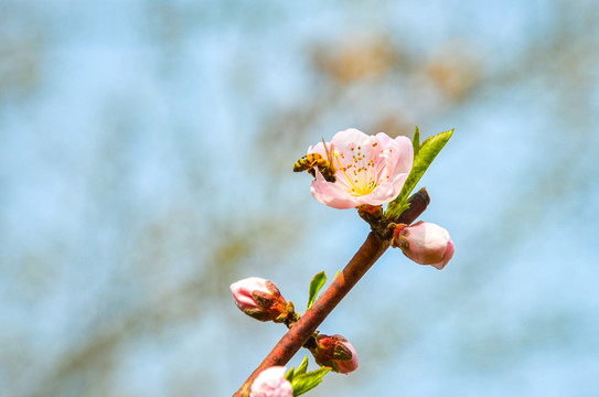 蜜蜂采蜜桃花