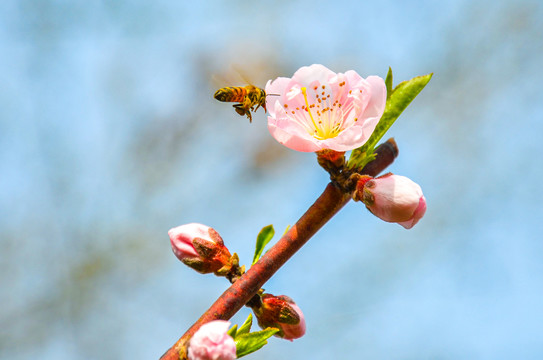 蜜蜂采蜜