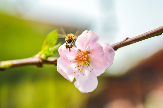 蜜蜂采蜜桃花