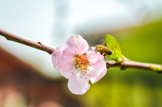 桃花