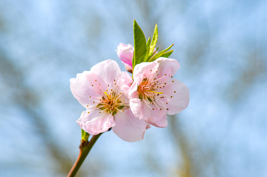 桃花