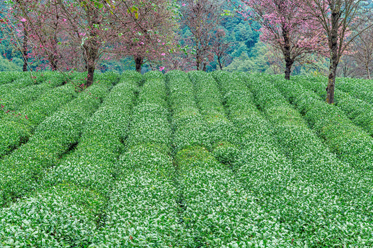 南涧无量山茶园