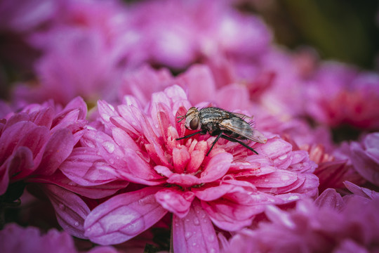 苍蝇与花