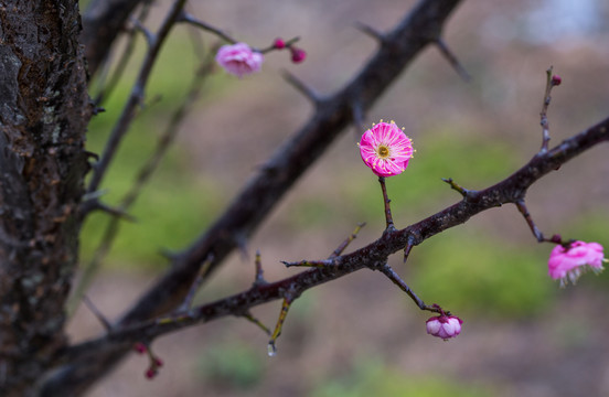 梅花树