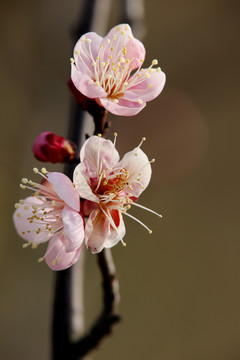 一枝梅花