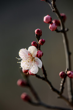 一枝梅花