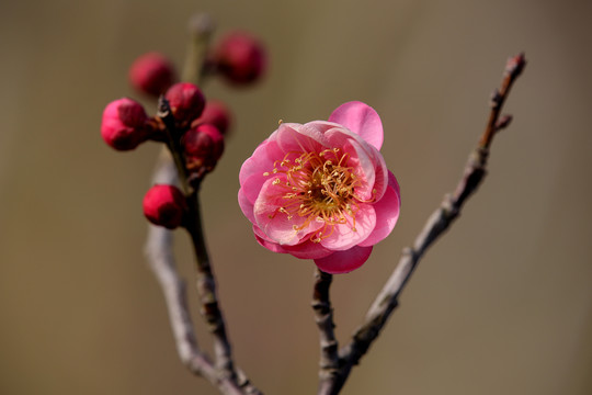 一枝梅花