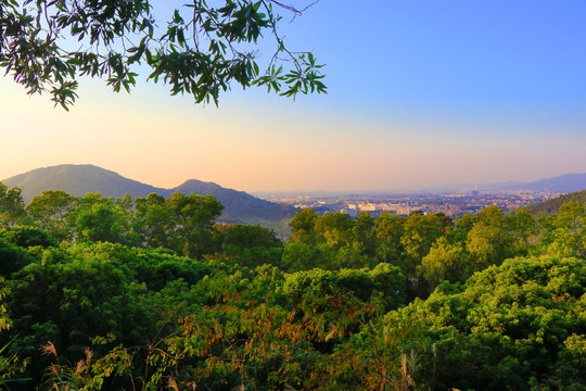 树冠远山风景