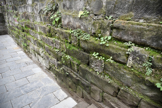 砖墙墙面苔藓