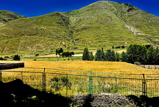 风景山川丰收田野