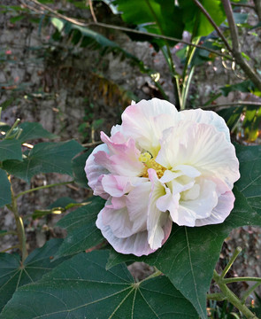 芙蓉花木芙蓉