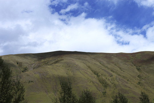 高山草地