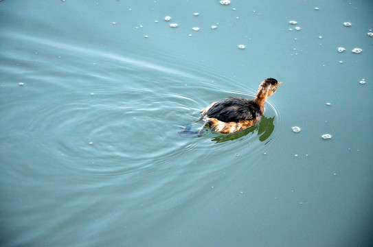 杭州西湖水鸟