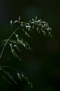 光影野草