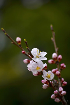 山桃花