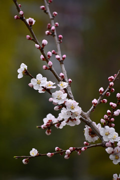 山桃花