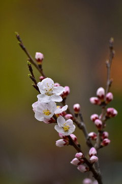 山桃花