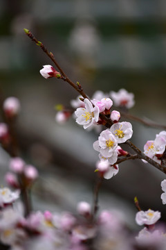 山桃花