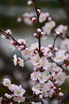 山桃花