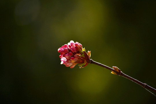 香荚蒾