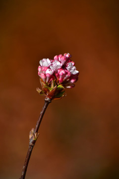 香荚蒾