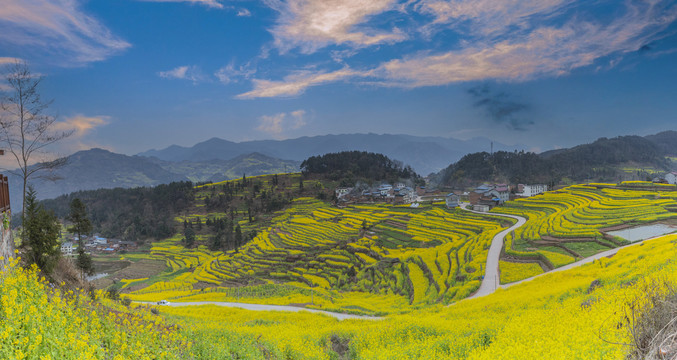 宜宾屏山中都油菜花海自然风光