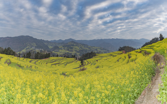 宜宾屏山中都油菜花海自然风光