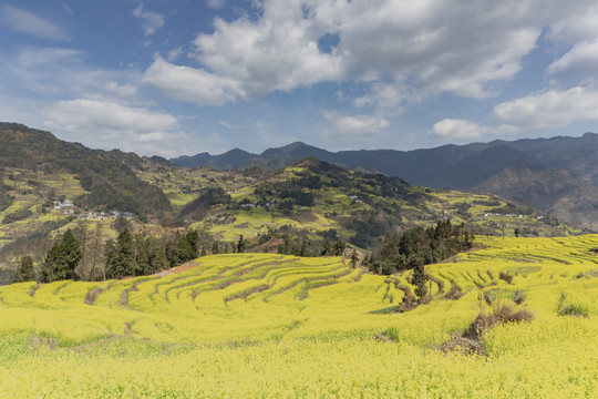 蓝天白云蜿蜒田野油菜花海