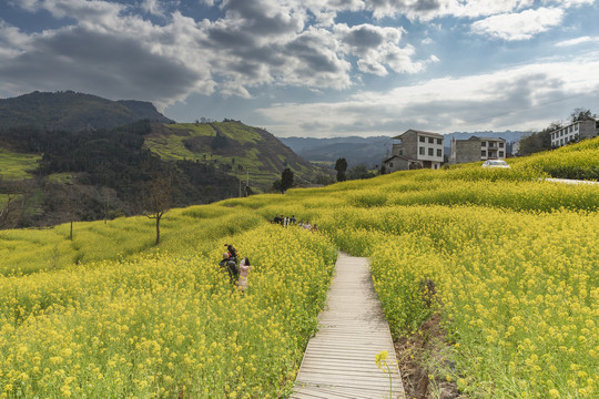 屏山中都油菜花海自然风光