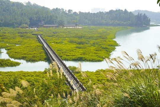 钦州仙岛公园红树林