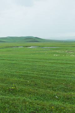 夏季草原羊群河流阴天