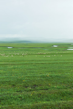 夏季草原牧场河流羊群阴天
