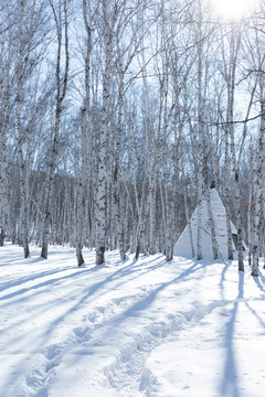 逆光雪原白桦树林