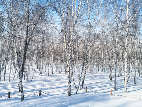 冬季森林积雪雪原