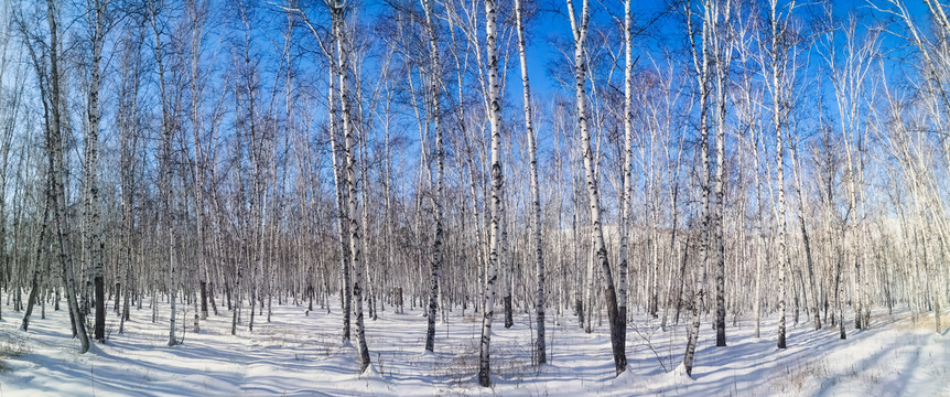 冬季白桦林全景