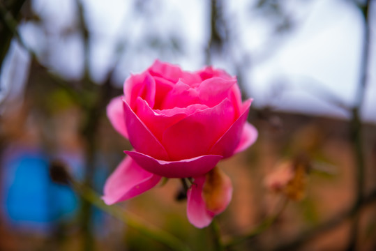 云南山茶花